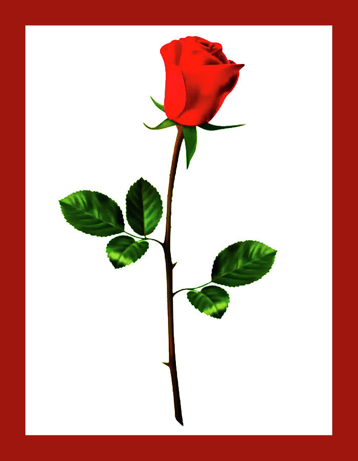 Long Stem Rose Digital Art by Fine Art by Alexandra