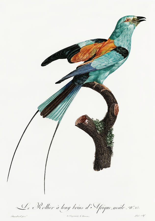 Jacques Barraband Digital Art - Long Stranded African Roller - Vintage Bird Illustration - Birds Of Paradise - Jacques Barraband  by Studio Grafiikka