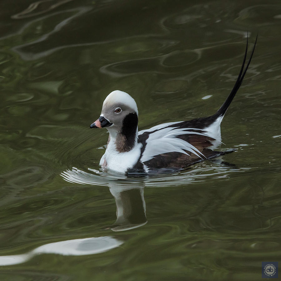 Long-tailed Duck Photograph by Anatole Beams