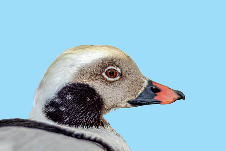 Long Tailed Duck Profile Photograph by Donald Lanham - Fine Art America