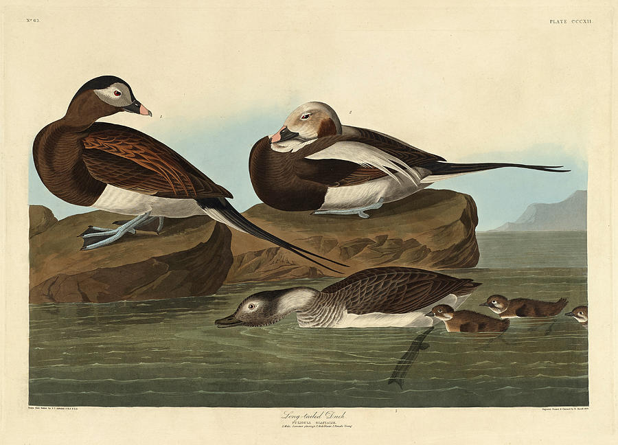 Long-tailed Duck Drawing by Robert Havell