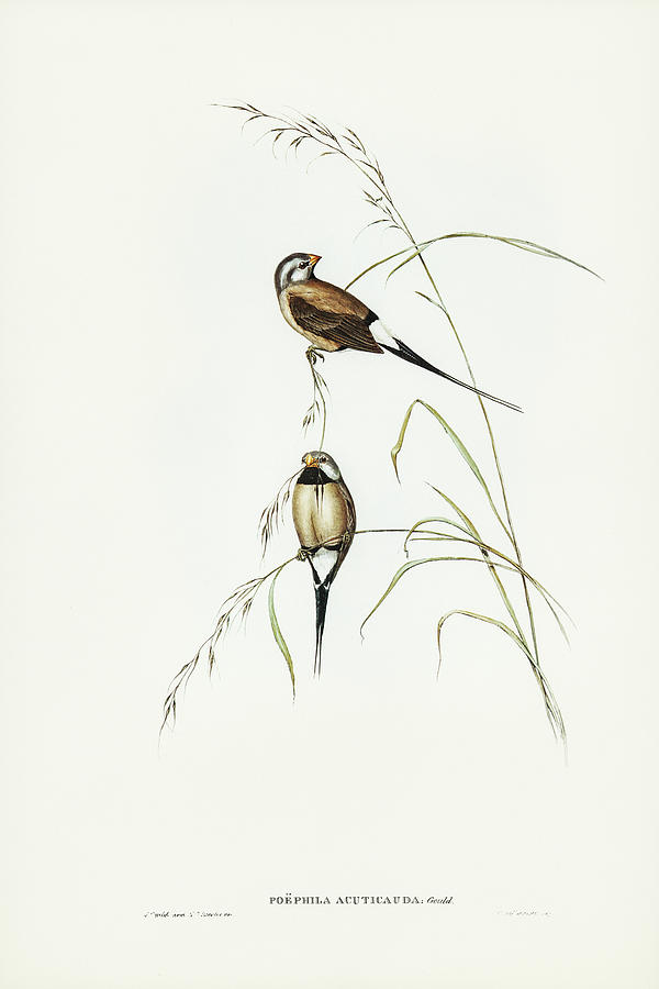 John Gould Drawing - Long-tailed Grass Finch, Poephila acuticauda by John Gould