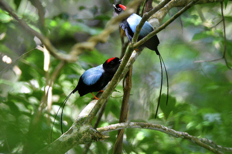 Long-tailed Manakins Photograph by Greg Sercel - Fine Art America