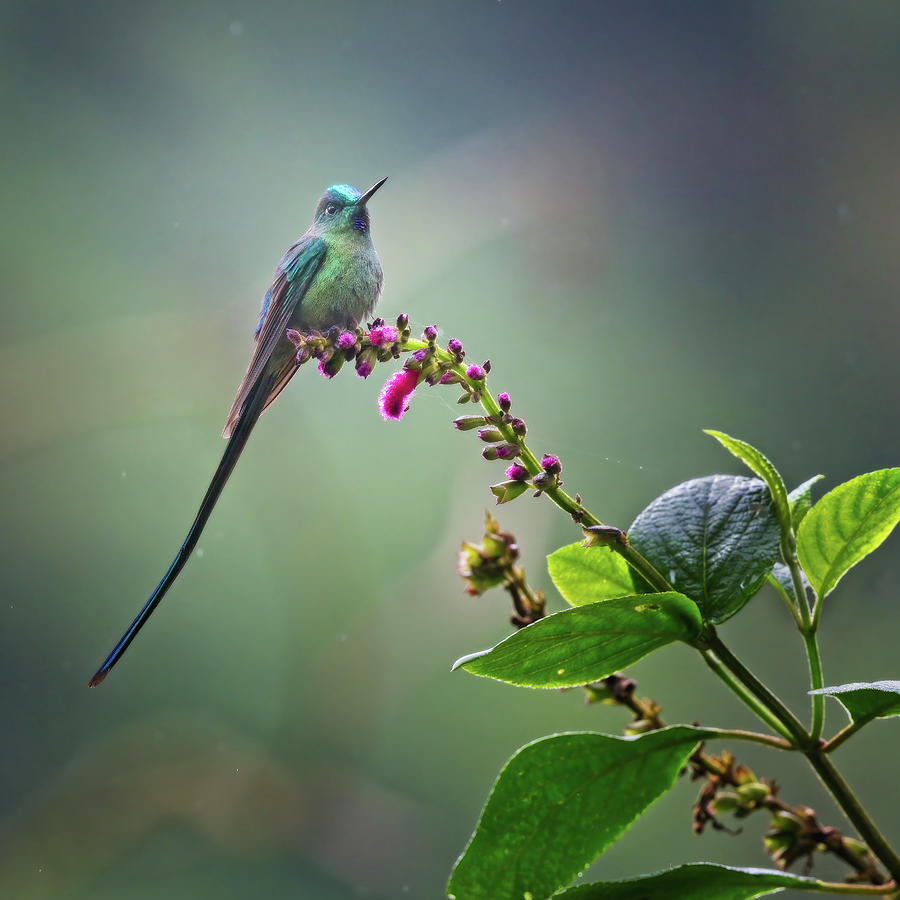 Long-Tailed Sylph Hummingbird Ecuador Photograph by Joan Carroll