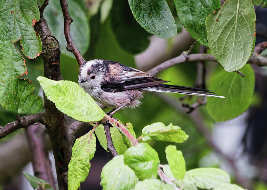 Long-Tailed Tit Feeding Photograph by Jeff Townsend