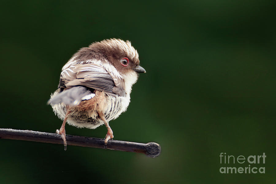 Long Tailed Tit Fledgling Photograph by Terri Waters