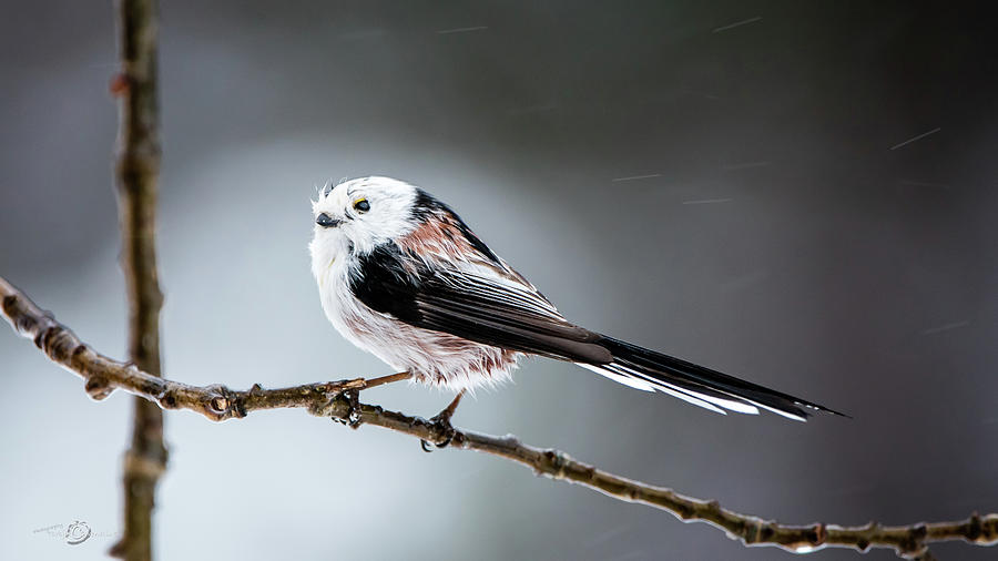 Long-tailed Tit In Profile Photograph