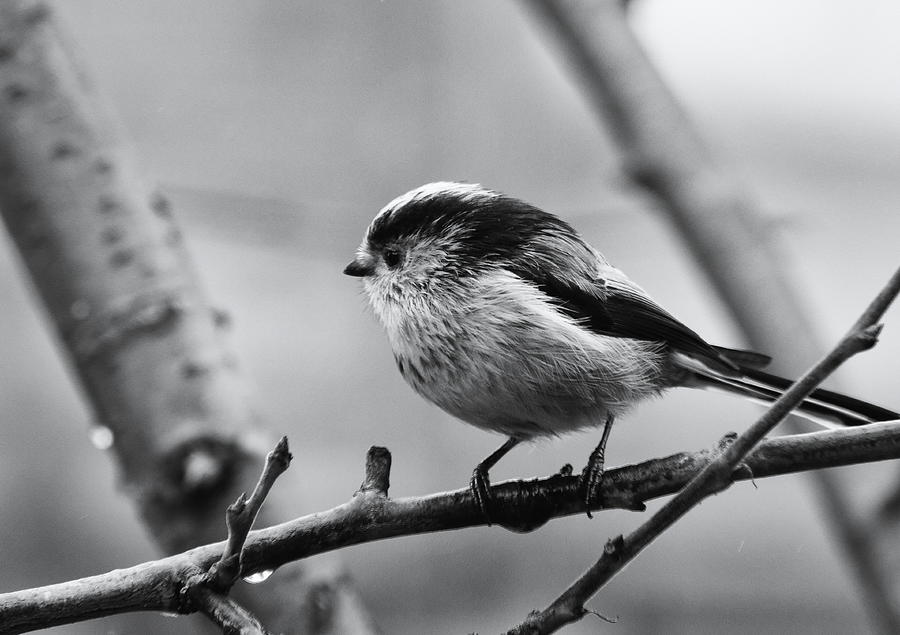 Long Tailed Tit Monochrome Photograph by Jeff Townsend