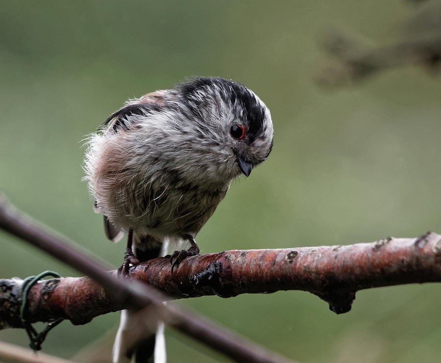 Long Tailed Tit Portrait Photograph by Jeff Townsend