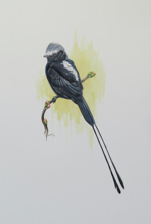 Long-tailed Tyrannulet  Painting by Barry Kent MacKay