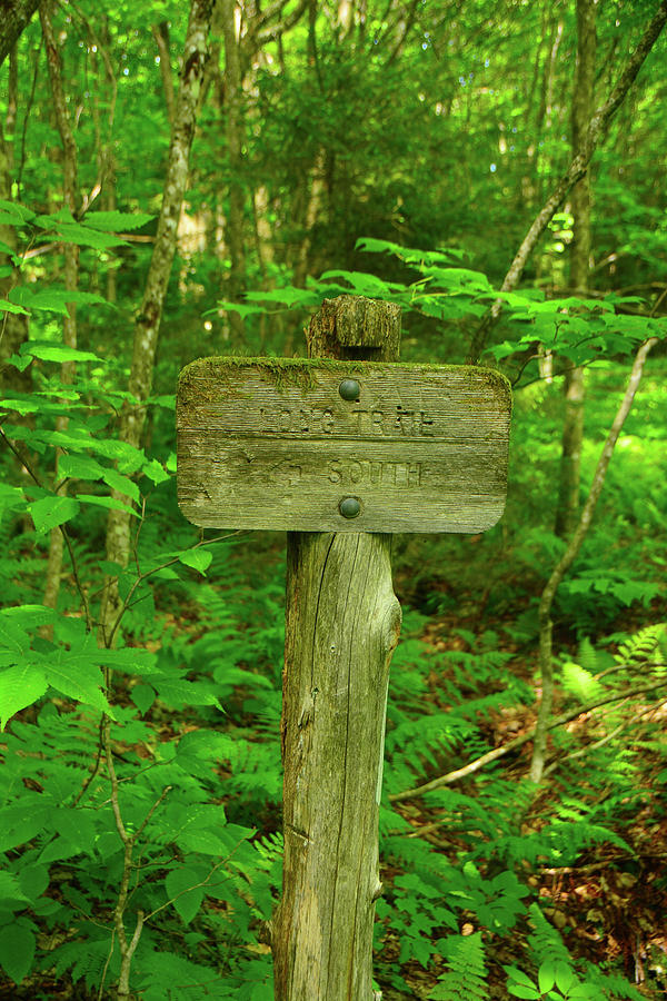 Long Trail Vermont Sign With Moss Photograph by Raymond Salani III
