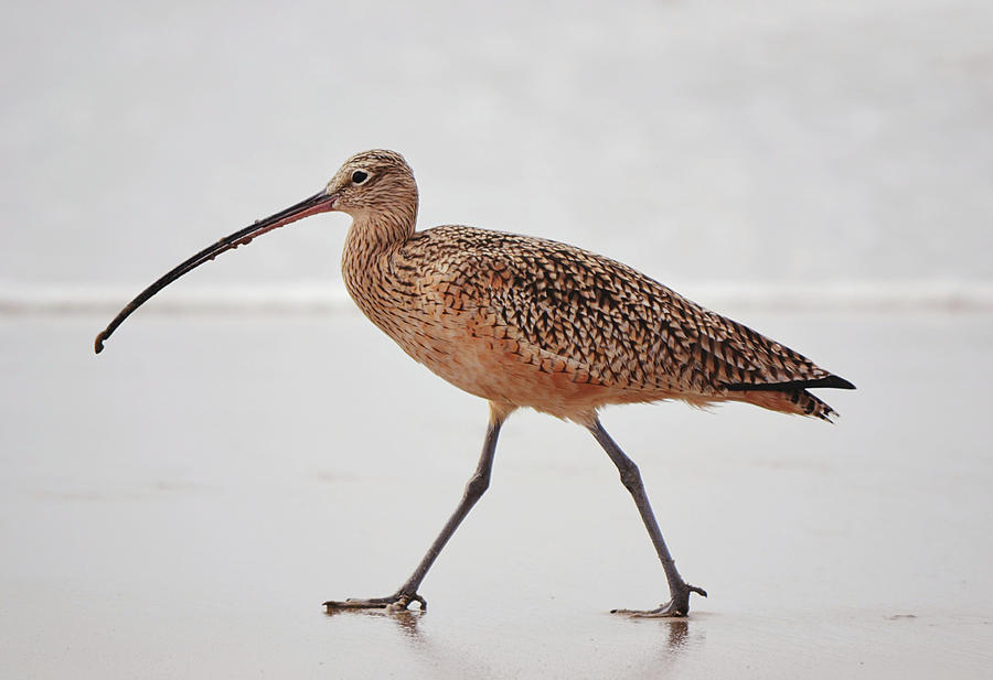 Long Walks On The Beach Sea Bird Photograph
