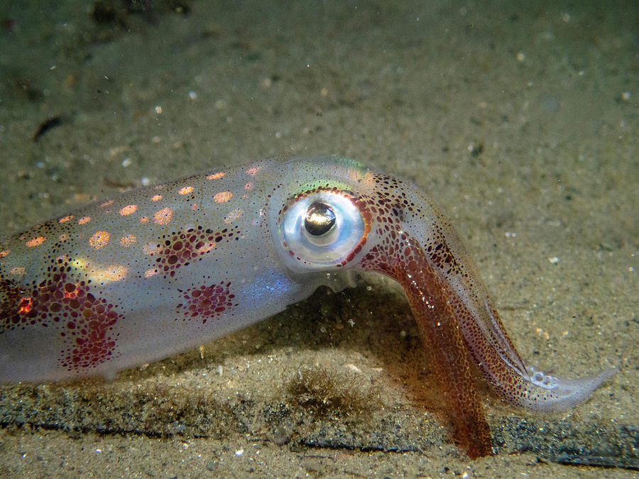 Longfin Squid Photograph by Brian Weber