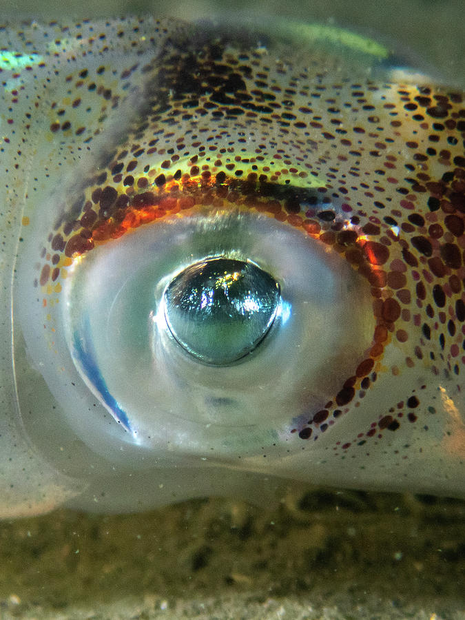 Longfin Squid eye Photograph by Brian Weber