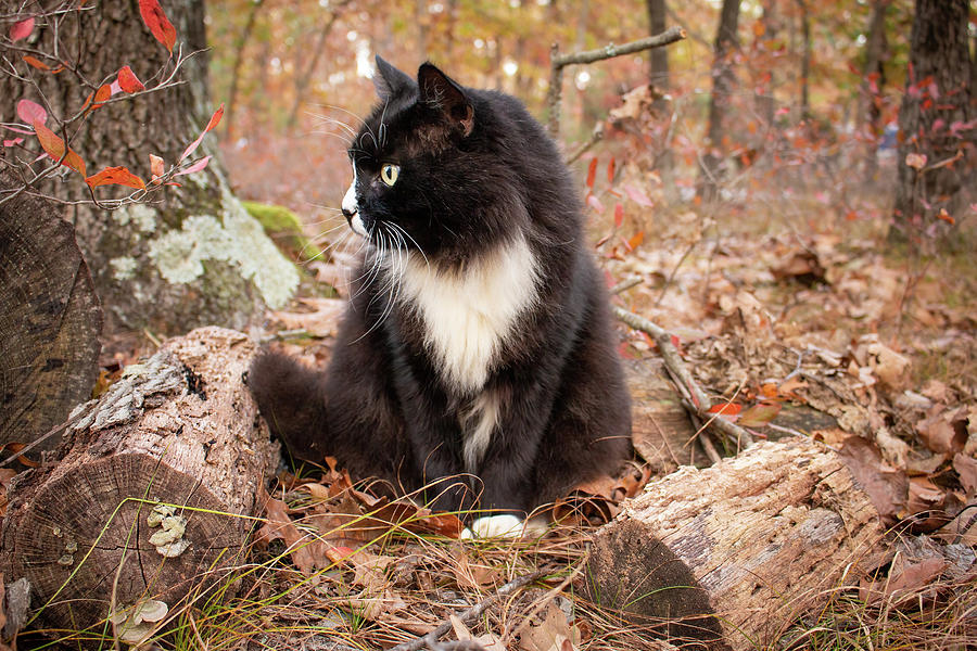 Longhair Black and White Cat Photograph by Kristia Adams