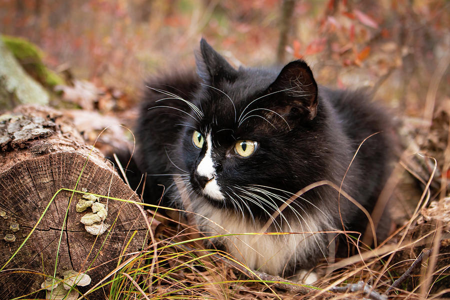 Longhair Tuxedo Cat Photograph by Kristia Adams