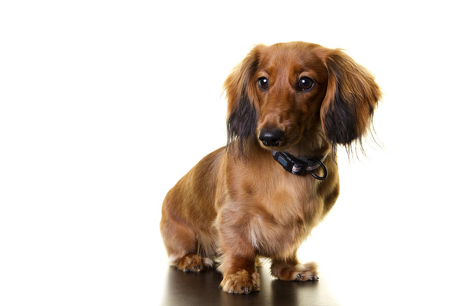 Longhaired Dachshund Photograph by D4Fish