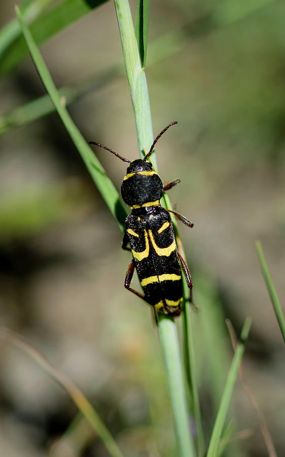 Longhorn Beetle Photograph by Betty Depee