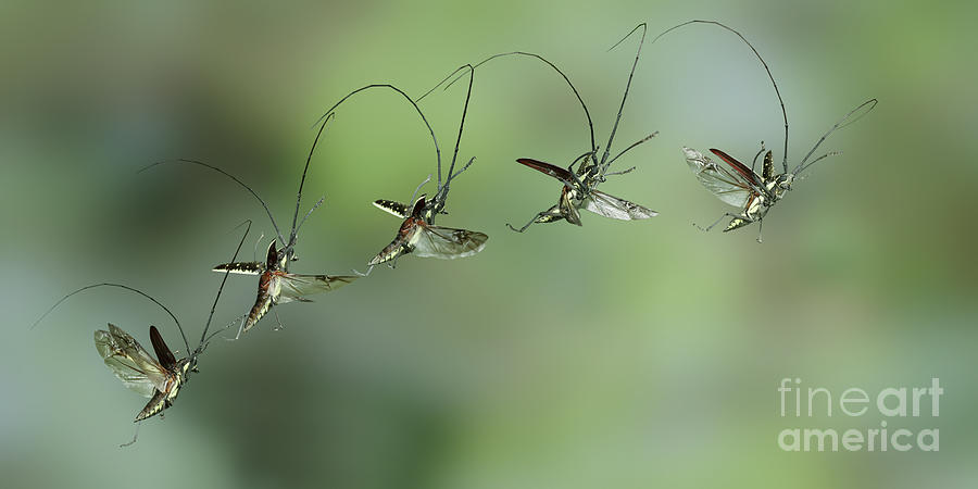 Longhorn beetle flight sequence multiple image Photograph by Warren Photographic