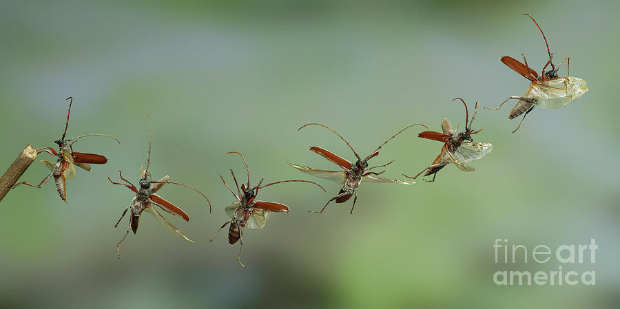Longhorn beetle takeoff multiple image Photograph by Warren Photographic