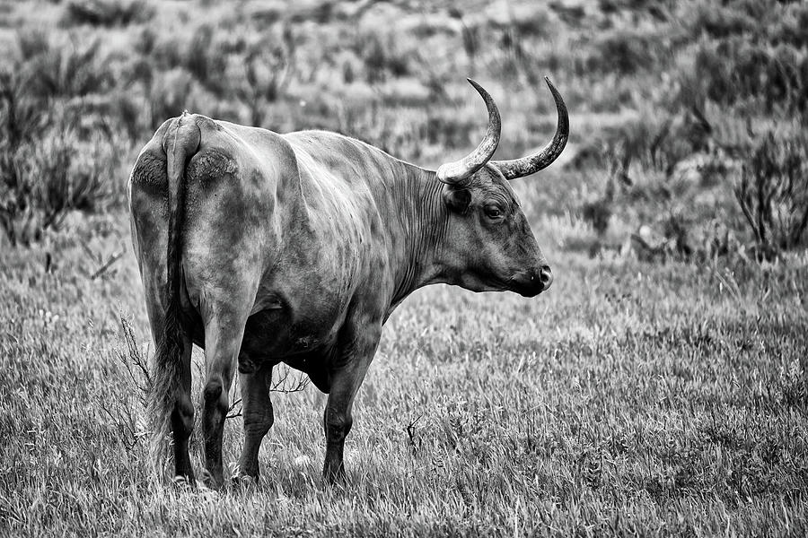 Theodore Roosevelt Photograph - Longhorn Black and White by Rick Berk