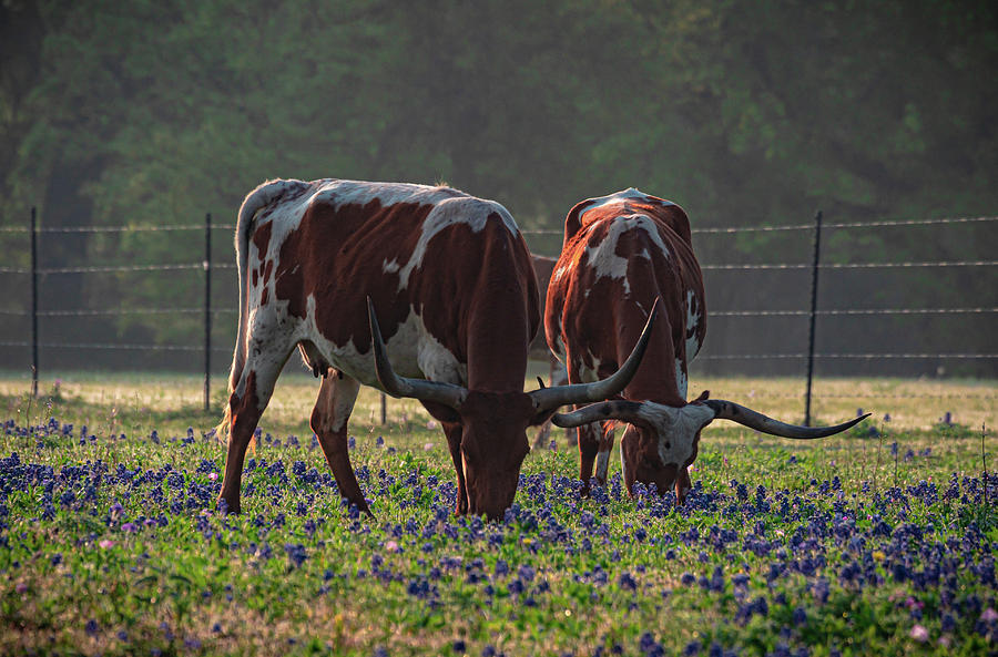 Longhorn Breakfast Photograph by Linda Unger
