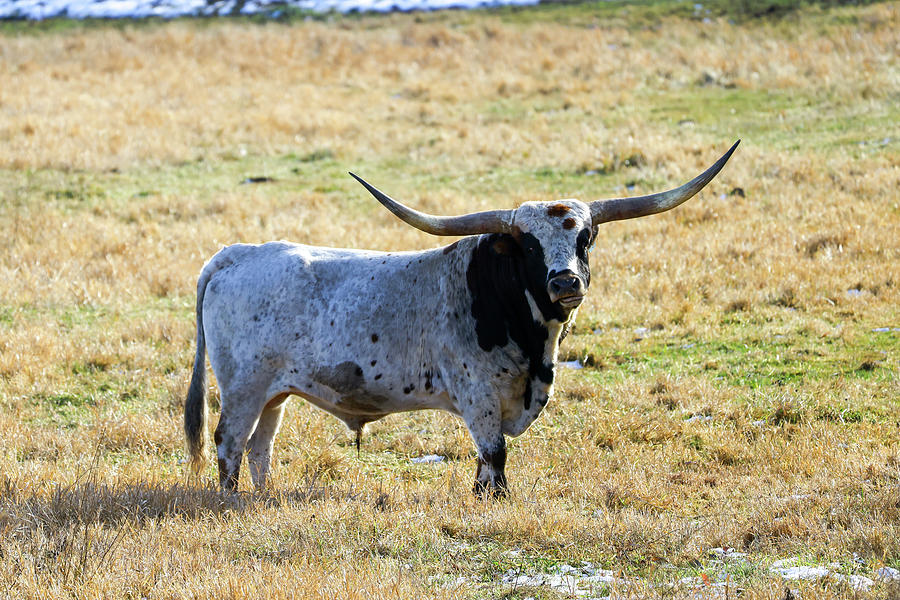 Longhorn Bull Photograph