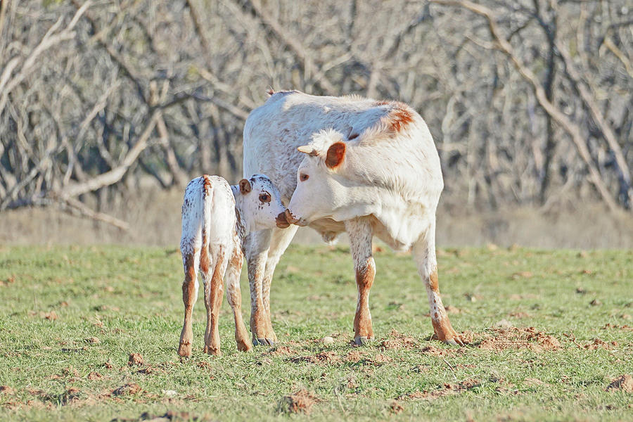 Longhorn calf kisses Photograph by Cathy Valle