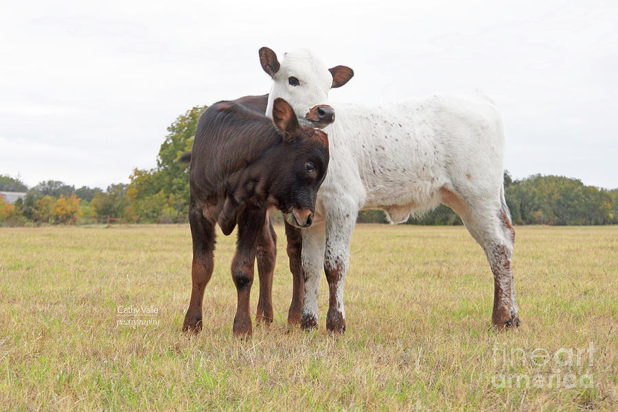 Longhorn Calf Print Photograph by Cathy Valle