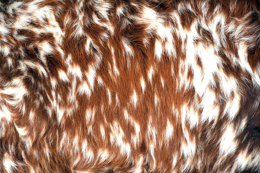 Longhorn Cattle Fur Hair Designs Patterns Cow Hide Photograph by David Kozlowski