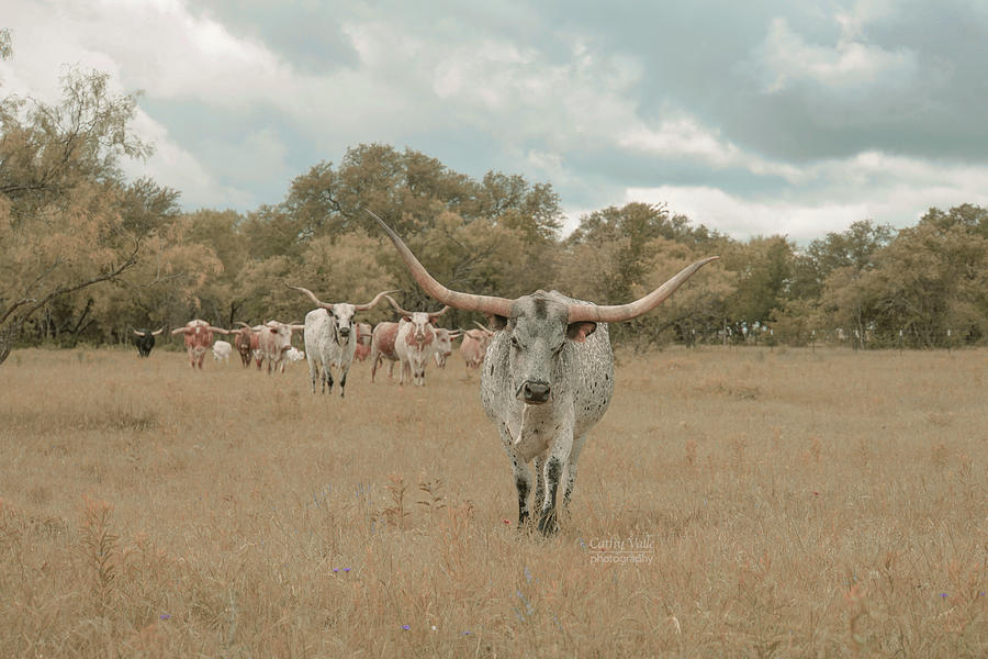 Longhorn Cattle herd Photograph by Cathy Valle