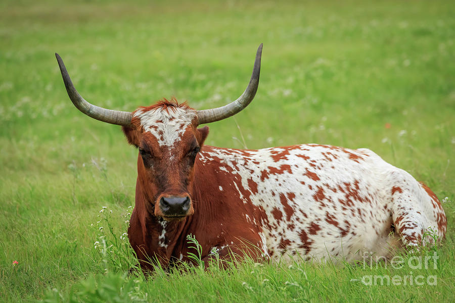 Longhorn cattle in Oklahomas Wichita Mountains Nat Photograph by Richard Smith