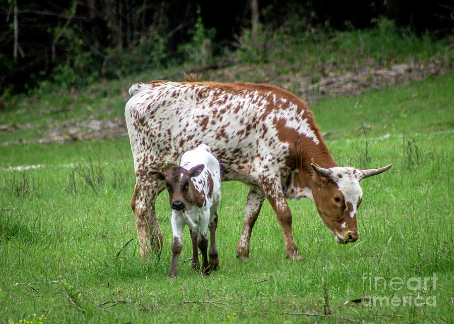 Austin Photograph - Longhorn Cow and Baby by Peter Stawicki