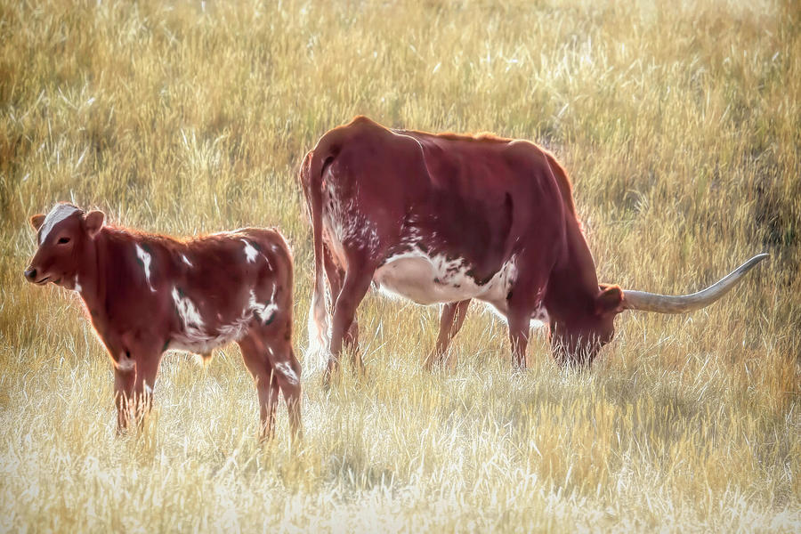 Animal Photograph - Longhorn Cow and Bull Calf by Donna Kennedy