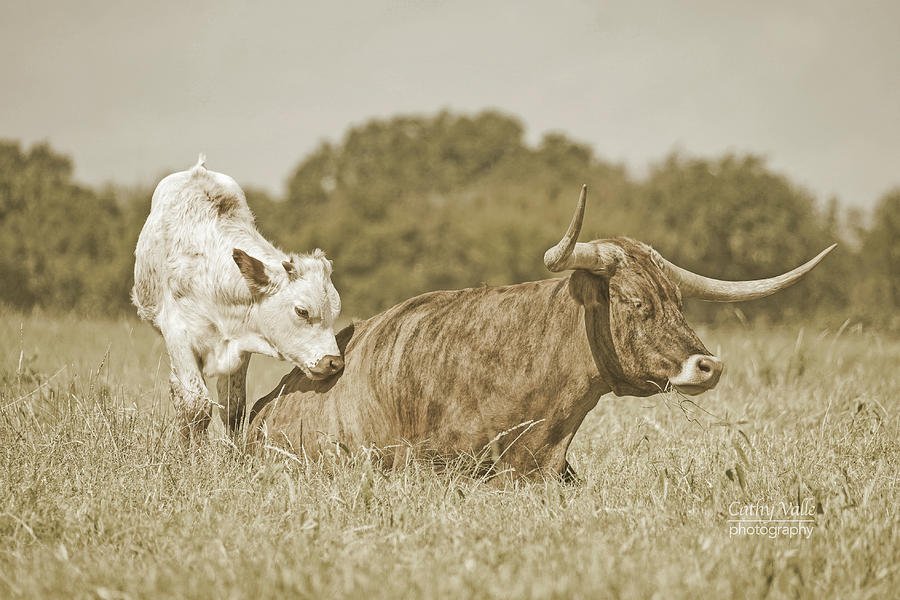 Longhorn Cow And Calf Photograph by Cathy Valle