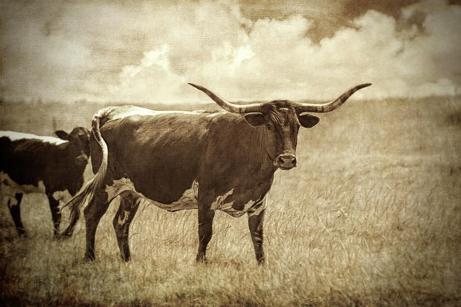 Longhorn Cow And Calf In Sepia Textured Photograph Photograph by Ann Powell