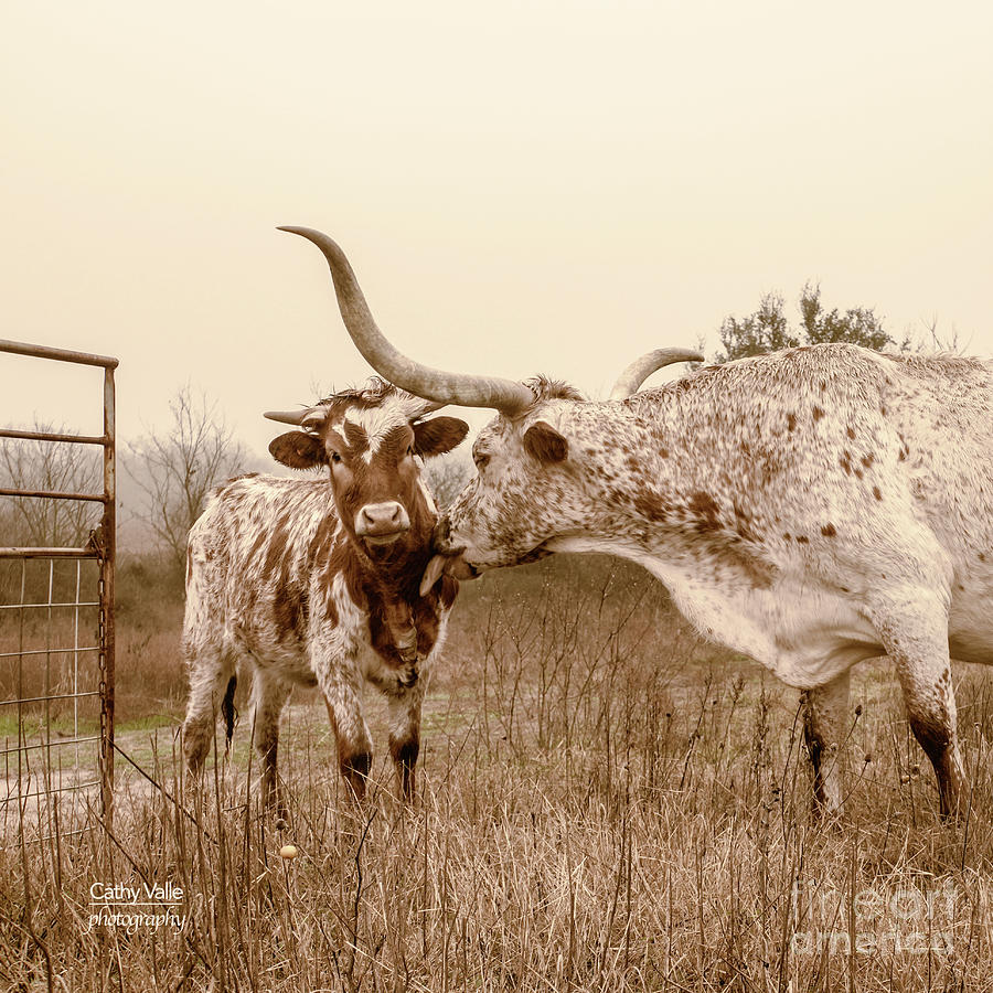 Longhorn cow and calf print Photograph by Cathy Valle
