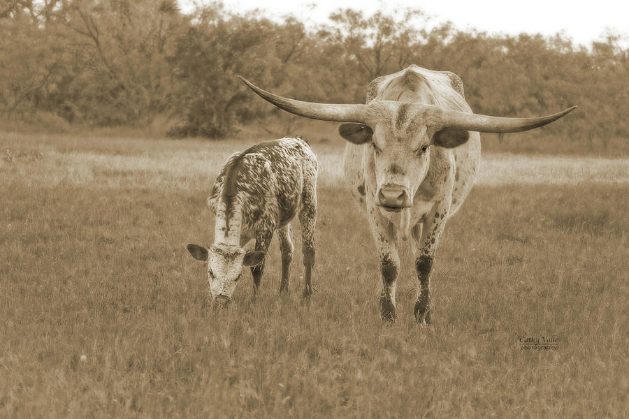 Longhorn Cow And Calf Wall Art Photograph by Cathy Valle