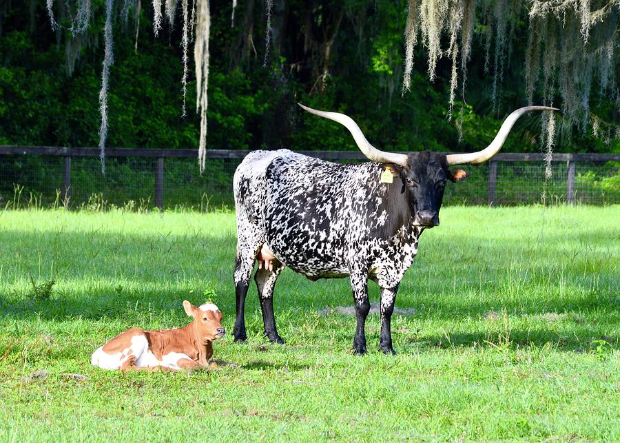 Longhorn Cow and Calf Photograph by Warren Thompson
