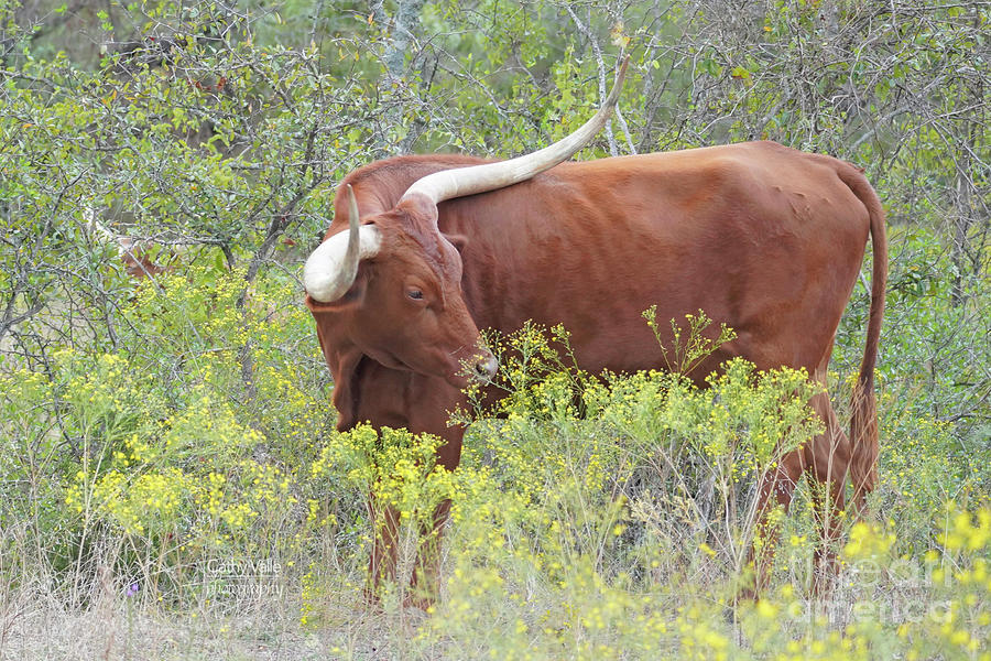 Longhorn Cow Photograph by Cathy Valle
