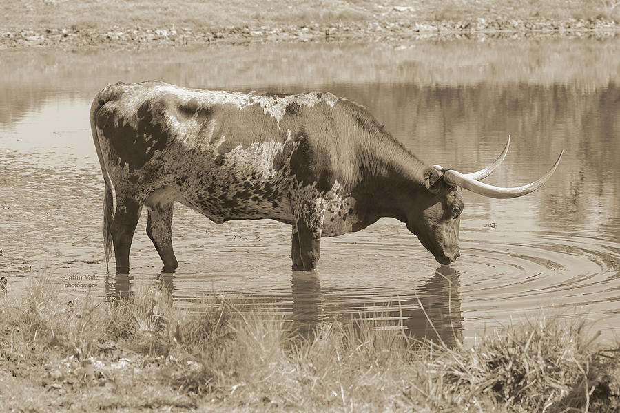 Longhorn Cow In Sepia Drinking  Photograph by Cathy Valle
