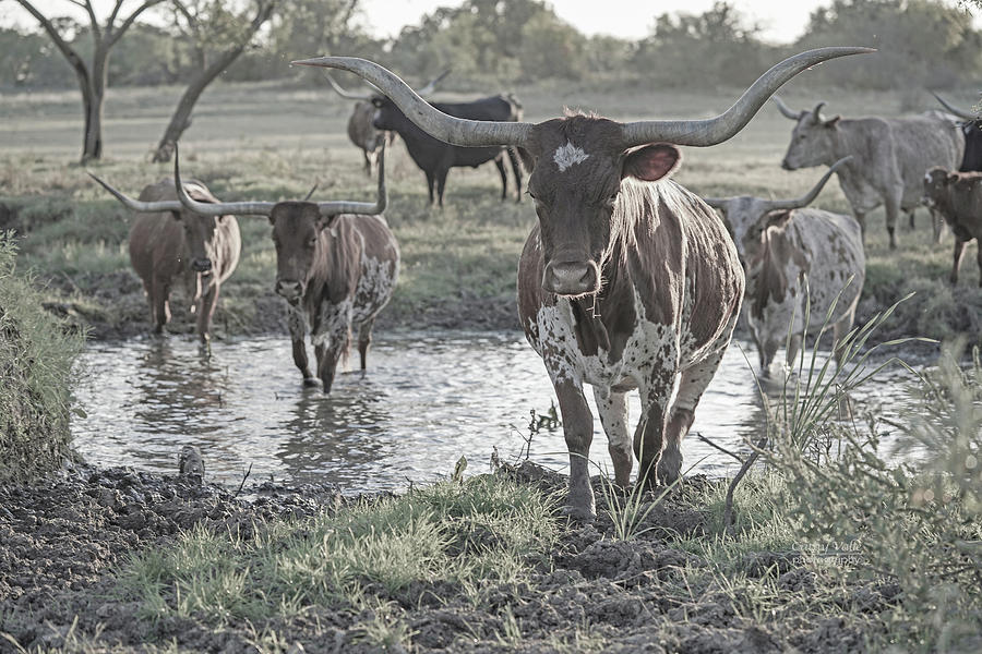 longhorn cow leads herd across a Texas creek Photograph by Cathy Valle