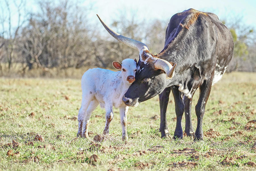 longhorn cow Little Lady with her calf Photograph by Cathy Valle