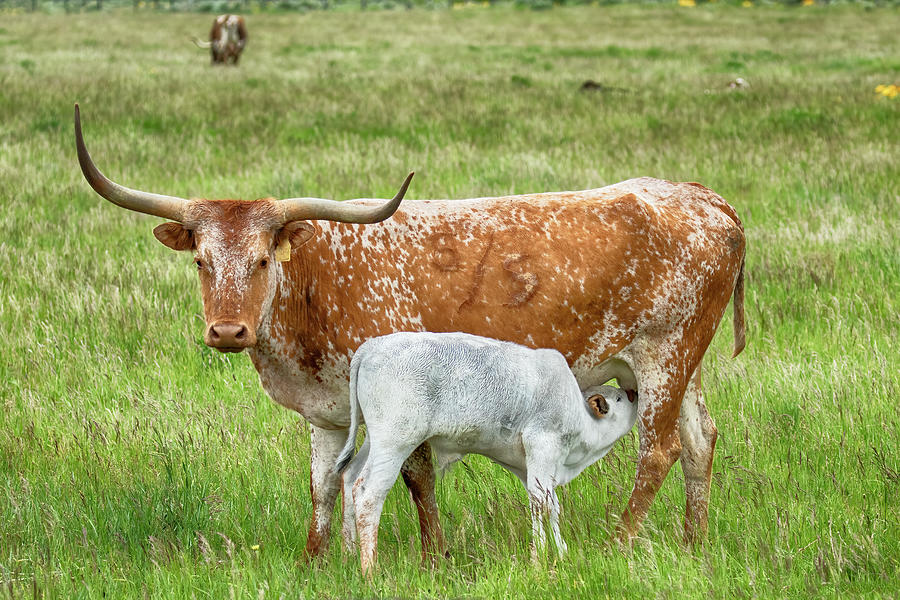 Longhorn Cow Nursing Calf Photograph