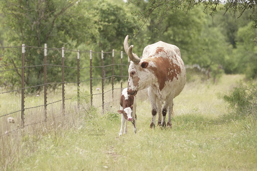 Longhorn cow, Princess Lea with her new calf Photograph by Cathy Valle