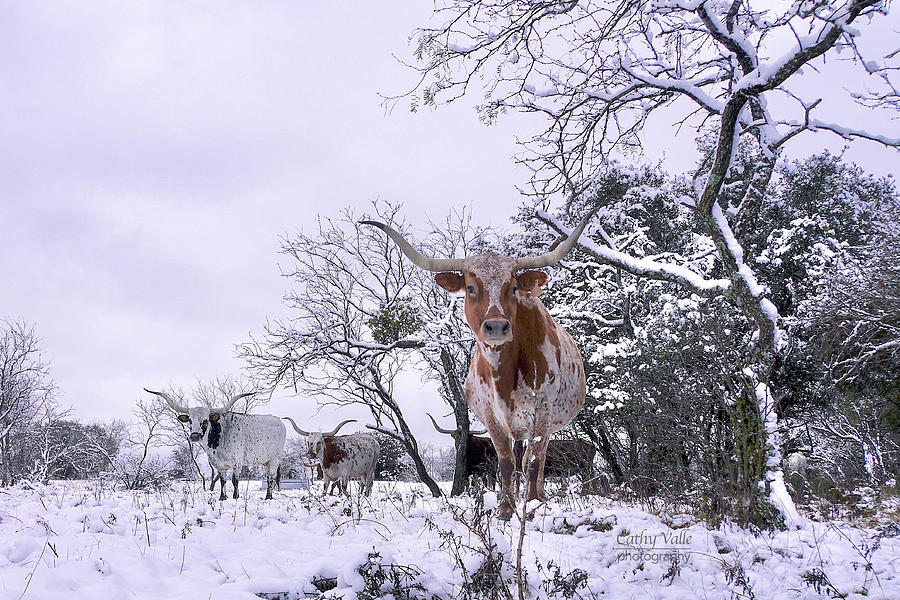 longhorn cow Swallowtail in the snow Photograph by Cathy Valle