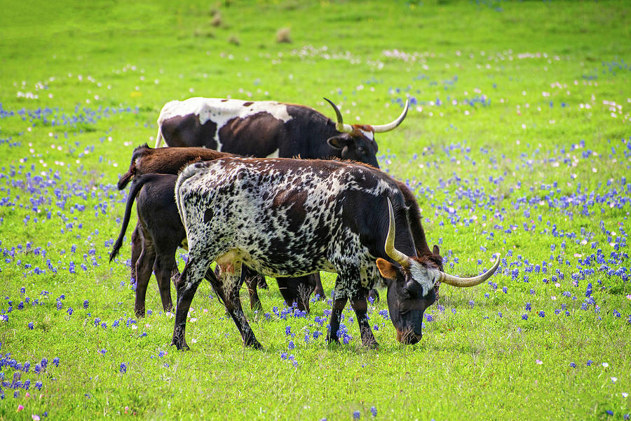 Longhorn Feast in the Wildflowers Photograph by Lynn Bauer