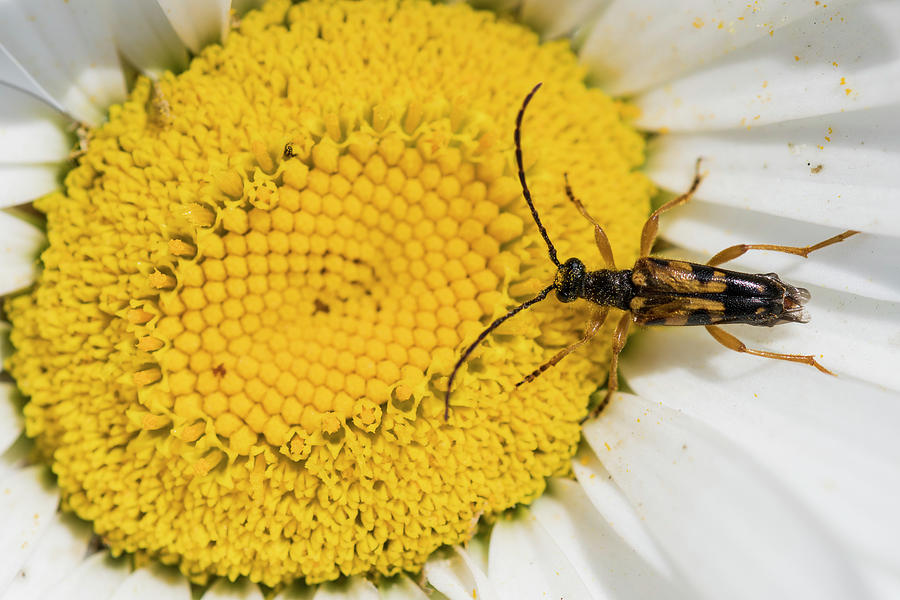 Longhorn Flower Beetle on Daisy Photograph by Robert Potts