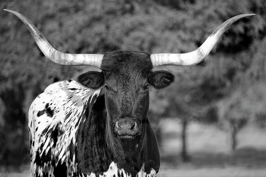 Longhorn In Black And White - longhorn cows - animals- cow photograph Photograph by Ann Powell