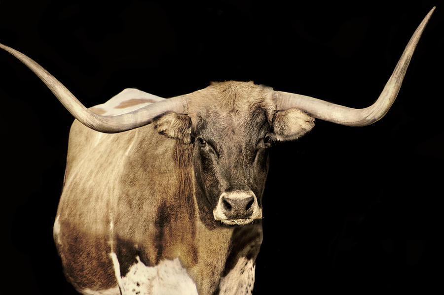 Longhorn In Sepia and Black - cow art - longhorn cow - animals Photograph by Ann Powell